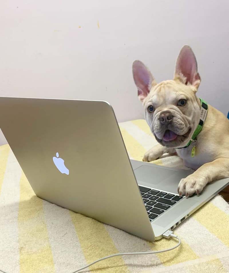 a dog lying on a laptop