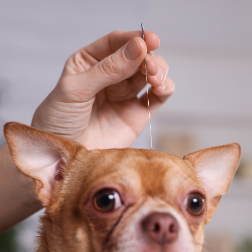 a dog with acupuncture needles