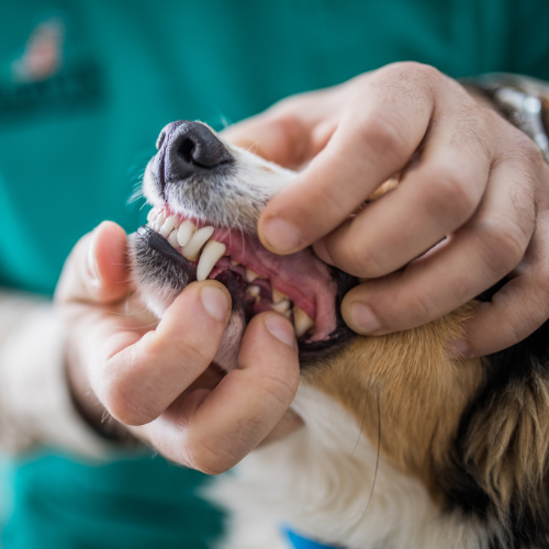 a person's hands holding a dog's teeth