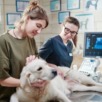 cat being examined by a vet